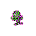 Exotic Sunflora